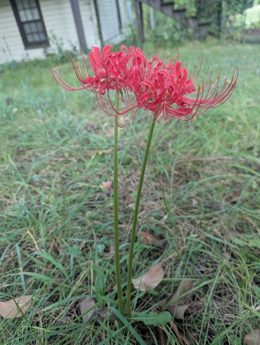 Lycoris radiata