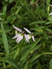 Lobelia chinensis
