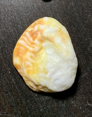 Bivalvia