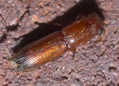 Euplatypus compositus