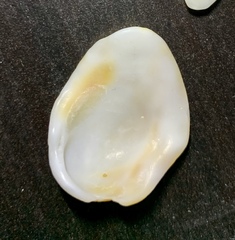 Bivalvia