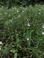 Lobelia chinensis