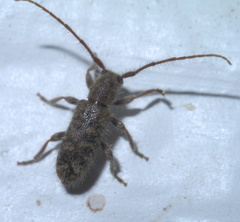Eupogonius pauper