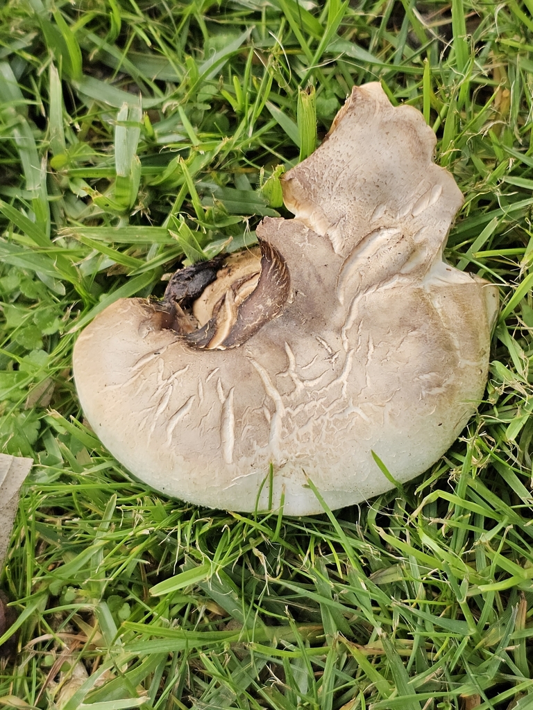 Agaricus xanthodermus · September 2025 · photo: © ianrainbow (iNaturalist, cc-by)