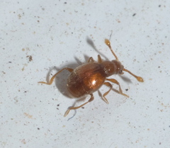 Eutrichites zonatus