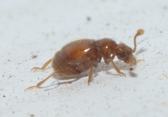 Eutrichites zonatus