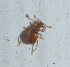 Eutrichites zonatus