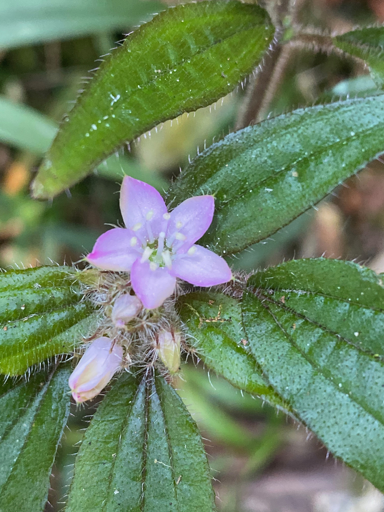 Gravesia setifera