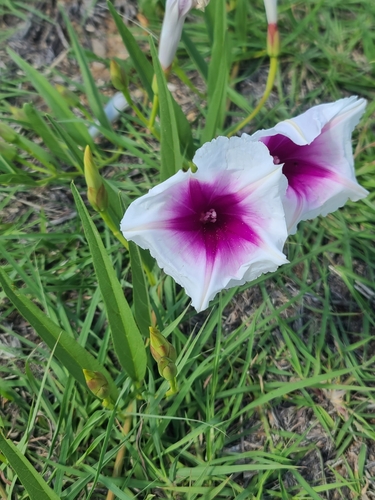pink-throated morning glory (Ipomoea longifolia)