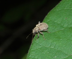 Neofidia lurida