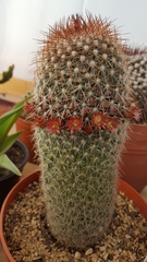 Mammillaria guerreronis