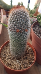 Mammillaria guerreronis