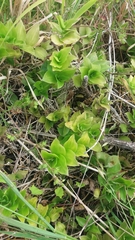 Tradescantia fluminensis