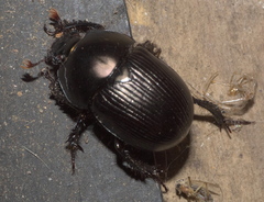 Geotrupes blackburnii
