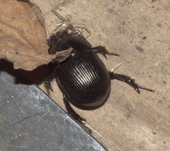 Geotrupes blackburnii