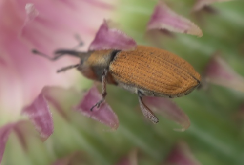 Red Sunflower Seed Weevil photo 2