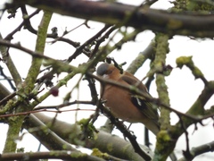 Fringilla coelebs