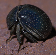 Germarostes globosus