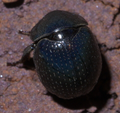 Germarostes globosus