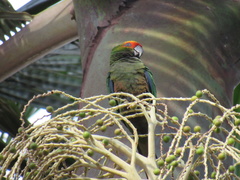 Aratinga auricapillus