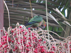 Aratinga auricapillus
