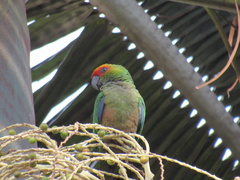 Aratinga auricapillus