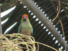 Aratinga auricapillus
