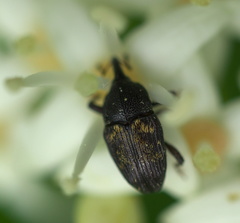 Glyptobaris lecontei