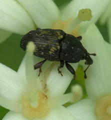 Glyptobaris lecontei