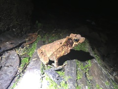 Rhinella roqueana
