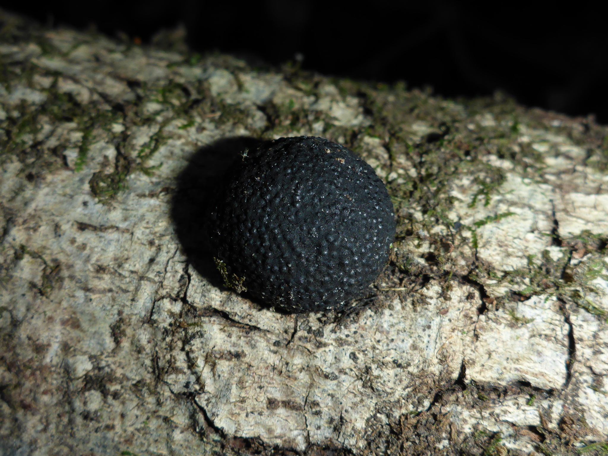 Annulohypoxylon thouarsianum image