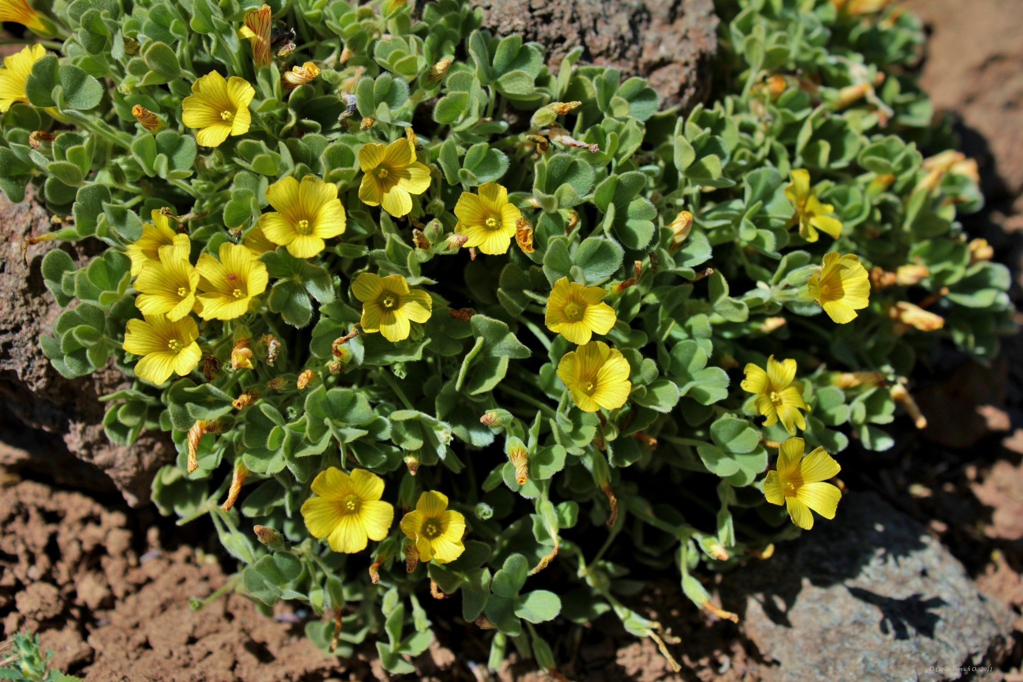 Oxalis cinerea Zucc. 4
