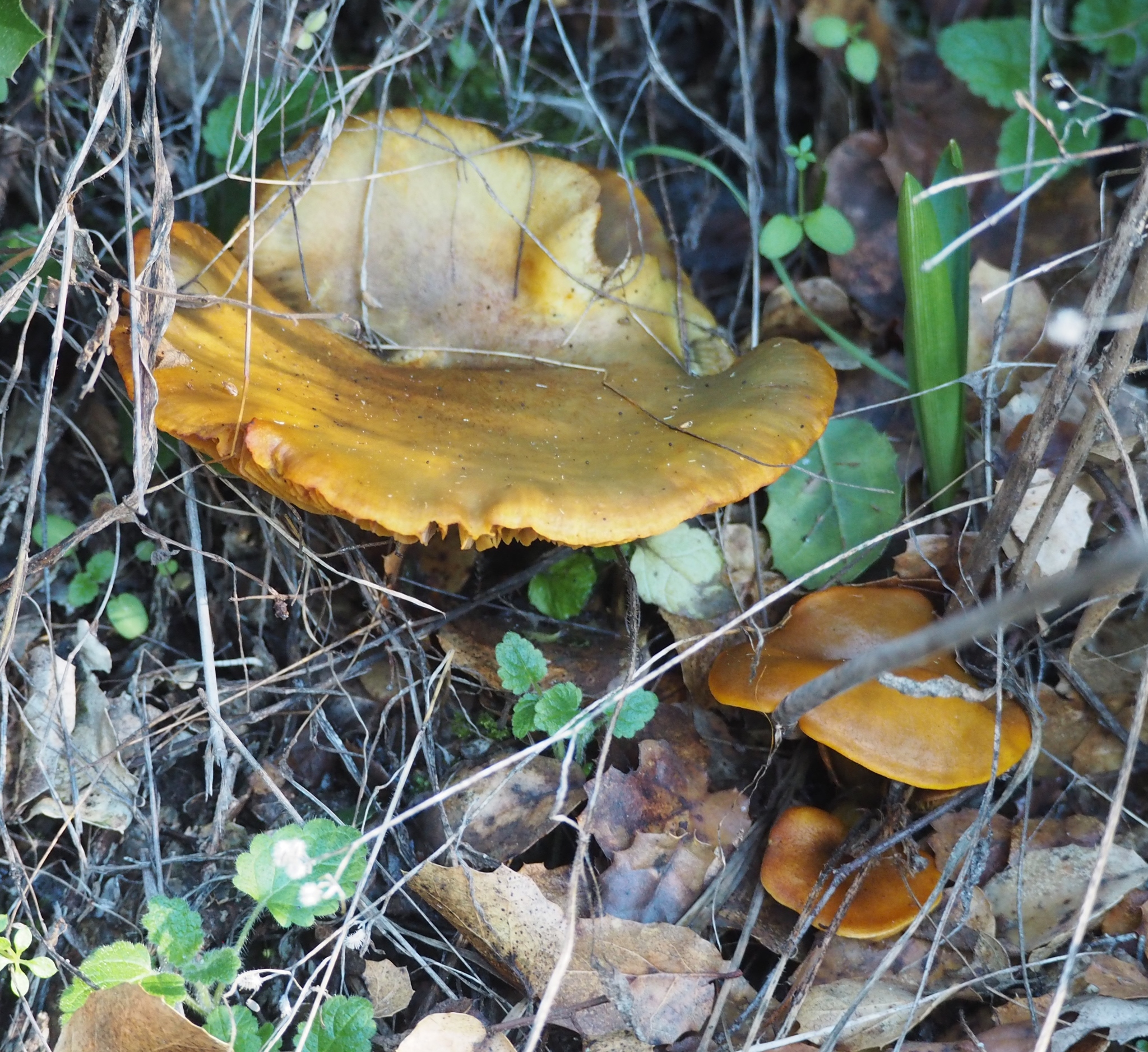 Omphalotus olivascens image