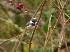 Periparus ater