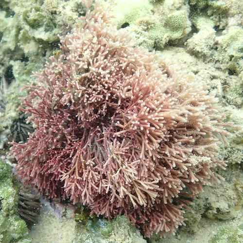 Tricleocarpa australiensis