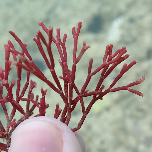 Tricleocarpa australiensis