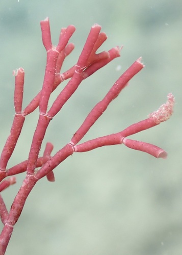 Tricleocarpa australiensis