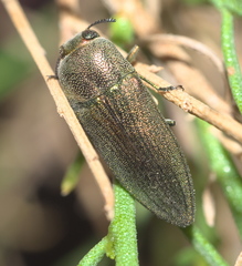 Agaeocera gentilis