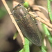 Agaeocera gentilis - Photo 由 Robert Webster 所上傳的 (c) Robert Webster，保留部份權利CC BY-SA