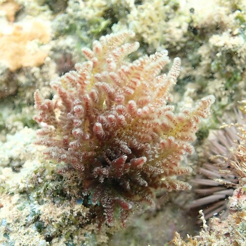 Wrangelia elegantissima