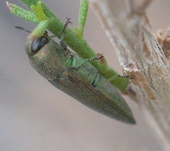 Agaeocera gentilis