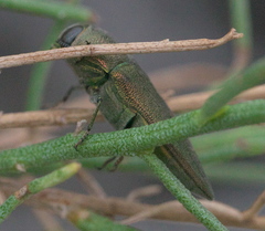 Agaeocera gentilis