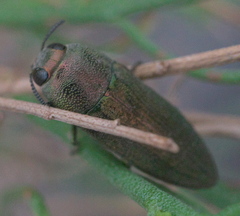 Agaeocera gentilis