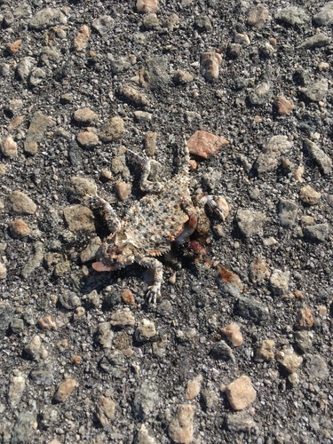 iNaturalist observation photo of Desert Horned Lizard