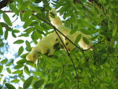 Cephisus siccifolius