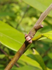 Asphaera quadrifasciata