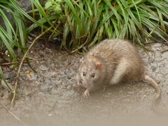 Rattus norvegicus