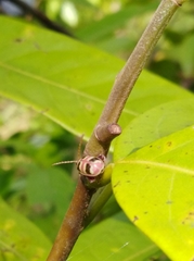 Asphaera quadrifasciata