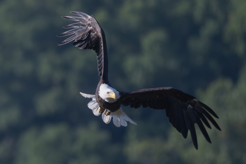 Bald Eagle photographed in Indiana