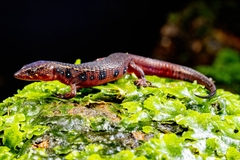 Shreve's Lightbulb Lizard photo 2